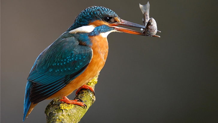 green and orange long-beak bird, nature, birds, kingfisher, animal themes, HD wallpaper