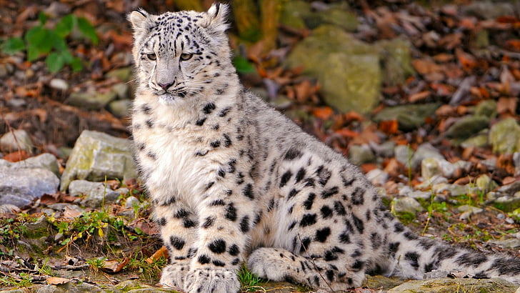 leopard, big cat, snow leopard, wild, HD wallpaper