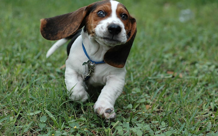 adult white and brown beagle, dog, Beagles, puppies, animals
