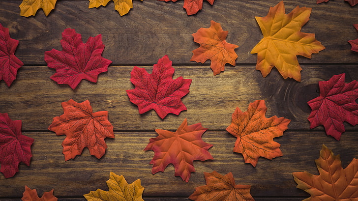 autumn, leaves, background, tree, wood, maple, HD wallpaper