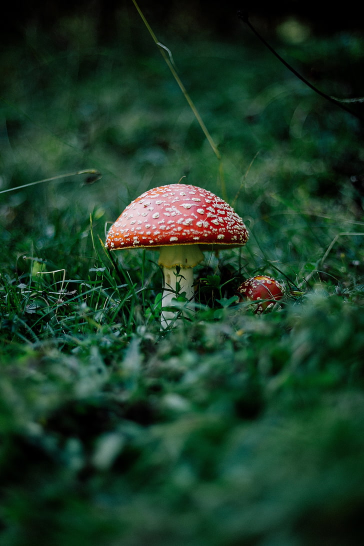 mushroom, fly agaric, grass, forest, fungus, vegetable, food, HD wallpaper