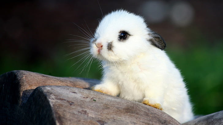 Bunny Rabbit HD, animals