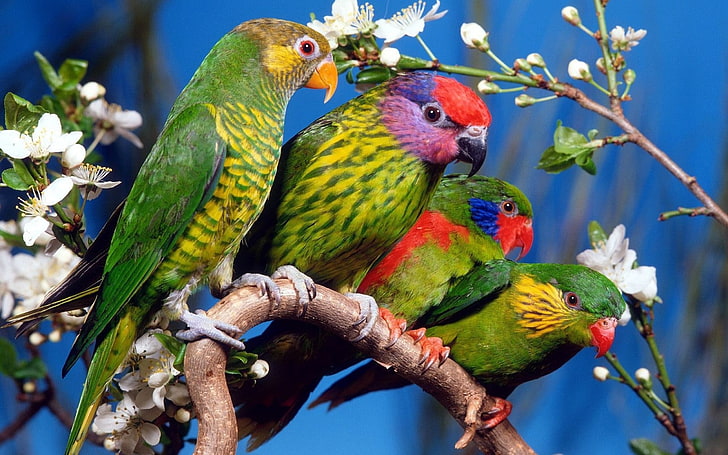 four green birds, parrot, animals, branch, flowers, plants, animal themes
