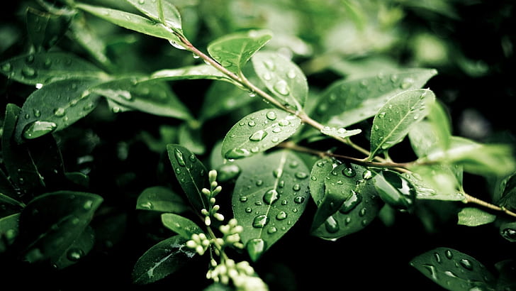 Plants, after rain, green leaves, water drops, HD wallpaper