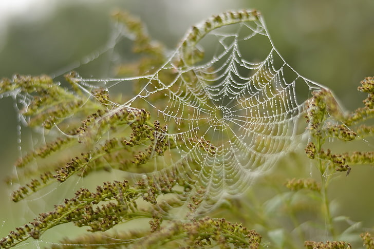 plants, nature, spiderwebs, fragility, close-up, selective focus, HD wallpaper