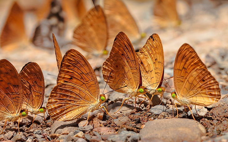 Insecti Golden Butterfly Kangkang Thailand National Park Desktop Hd Wallpapers For Mobile Phones And Computer 3840×2400, HD wallpaper