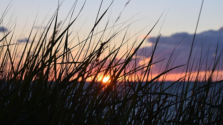 sunset, grass, see, sky, beauty in nature, scenics - nature