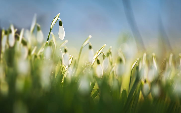 Snowdrops, white flowers, grass, spring, macro, blur