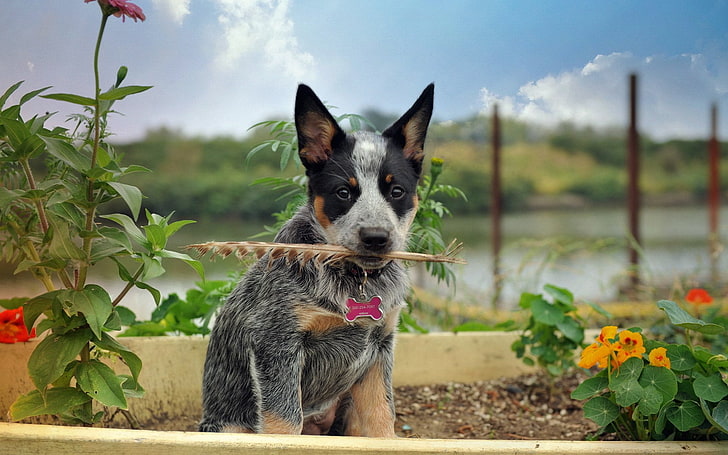dog, australian cattle dog, puppies, one animal, domestic, mammal, HD wallpaper