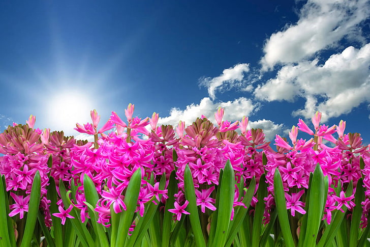 flower, plant, spring, hyacinth, nature, flowering plant, beauty in nature, HD wallpaper