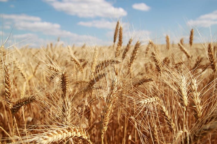 field of brown wheat, Moldova, молдова, Barley, Canon, HD wallpaper