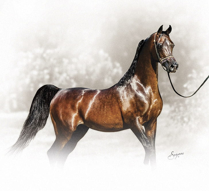 iPhone 5 Wallpaper | Beyaz at, Atlar, At sevgisi
