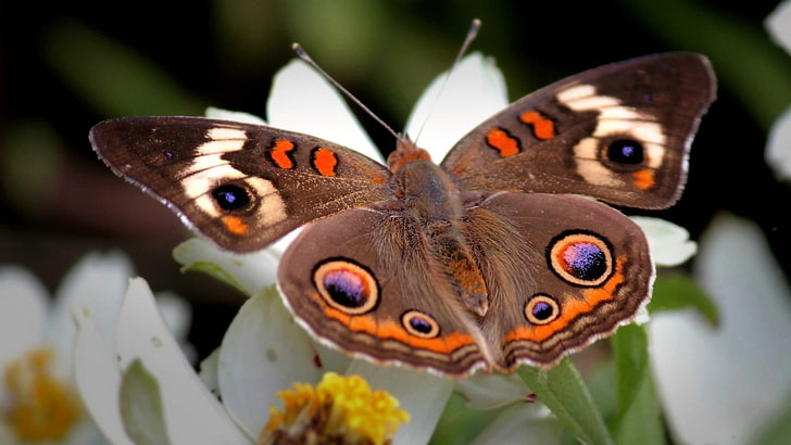 butterfly, insect, flowers, plants, macro, animals, butterfly - insect, HD wallpaper