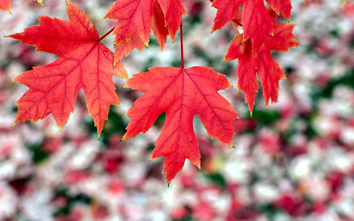 Red maple leaves, autumn, bokeh, HD wallpaper