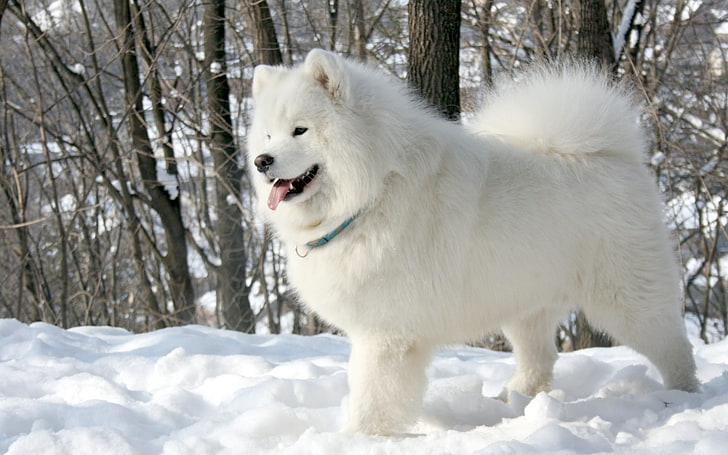 adult white Samoyed, language, snow, trees, background, dog, The Samoyed
