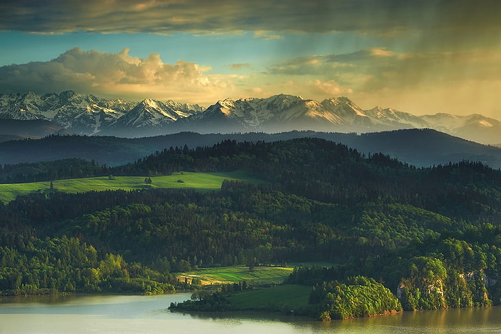 tree lot, mountains, Poland, Tatra, landscape, nature, Europe, HD wallpaper