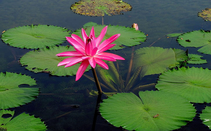 Pink water lily flower, lake water