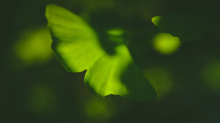 plants, macro, ginko, green color, growth, close-up, beauty in nature