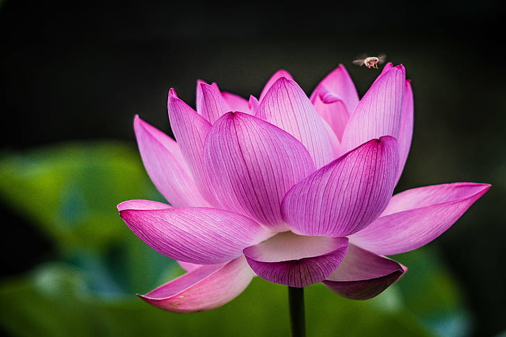 closeup photography of pink lotus flower, Blooming, AUTO, TELE, HD wallpaper