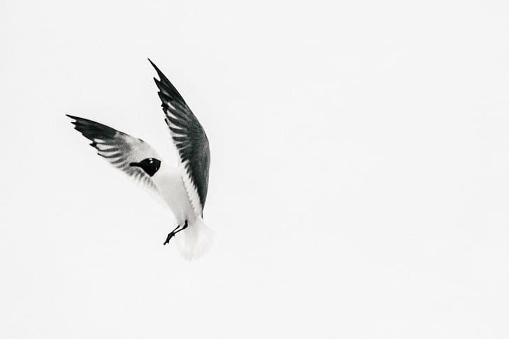 black and white bird taking flight, Gone, Wind, death, bandw