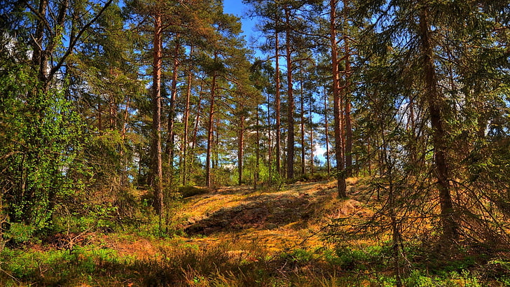 widescreen nature  high resolution 1920x1080, tree, plant, forest, HD wallpaper