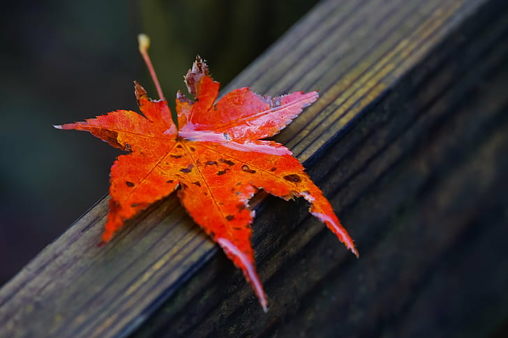 close up photo of orange and red leaf on wooden surface, Autumn