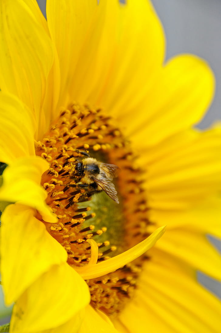 Shallow Focus photography of Bumble Bee on yellow Sunflower, DSC, HD wallpaper
