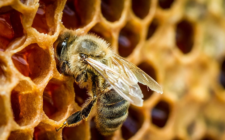 Insects, Bee, Honey, Honeycomb, Macro, Nature, HD wallpaper