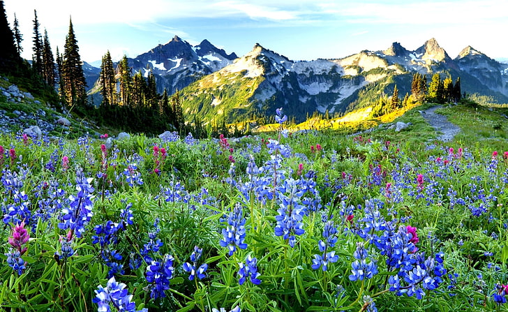 Mountains Flowers, blue lupine flower field, Nature, beauty in nature