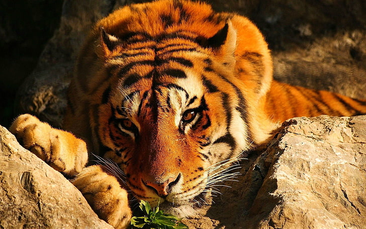 tiger, wildlife, animals, animal themes, big cat, feline, animal wildlife, HD wallpaper
