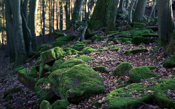 landscape, moss, forest, stone wall, HD wallpaper
