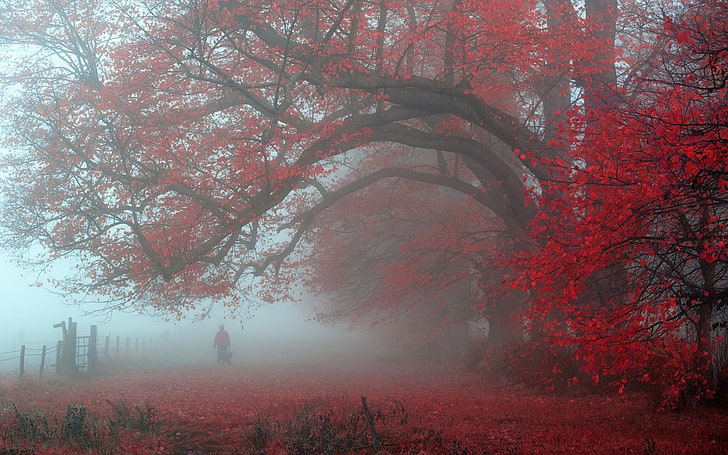 red leaf tree, nature, landscape, morning, leaves, trees, mist, HD wallpaper