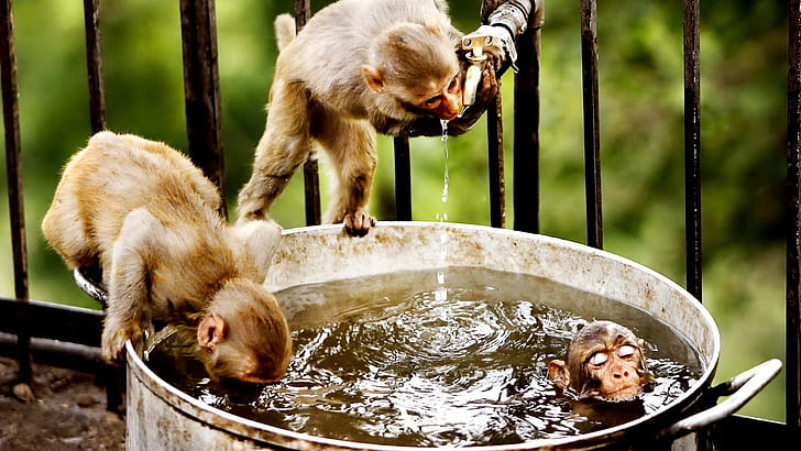 HD wallpaper: water animals bathing funny monkeys drinking 1920x1080  Entertainment Funny HD Art | Wallpaper Flare