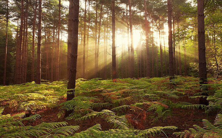 green fern plants, untitled, nature, trees, forest, sun rays