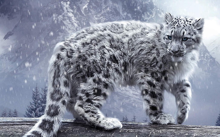 black and gray mammal, leopard, snow leopards, animals, nature