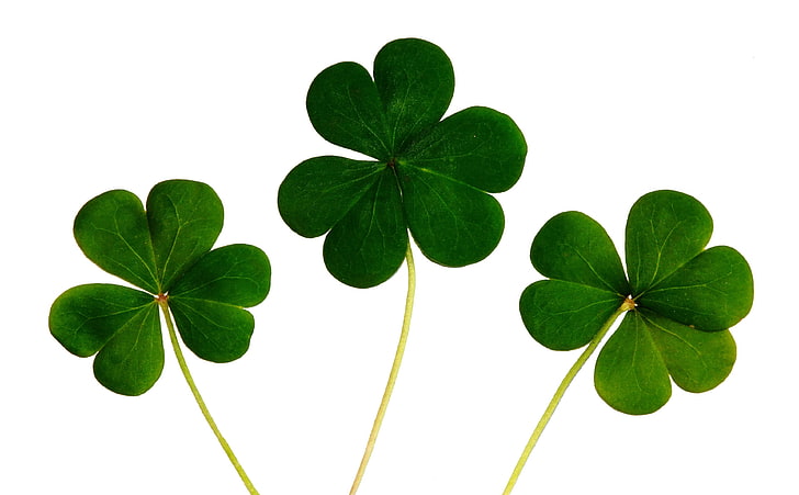 celebration, celtic, clover, day, floral, fortune, green, icon, HD wallpaper