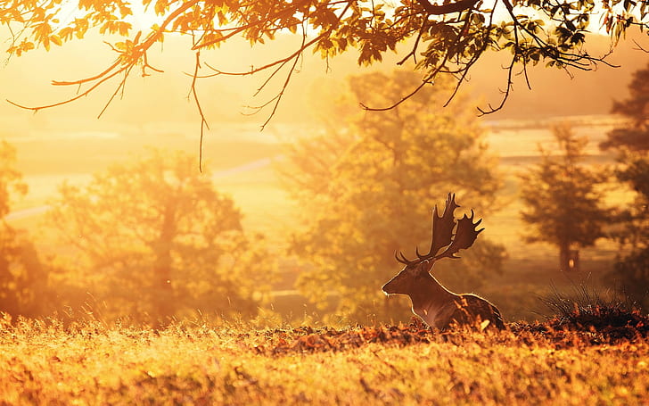Deer, morning, trees, sun rays, HD wallpaper