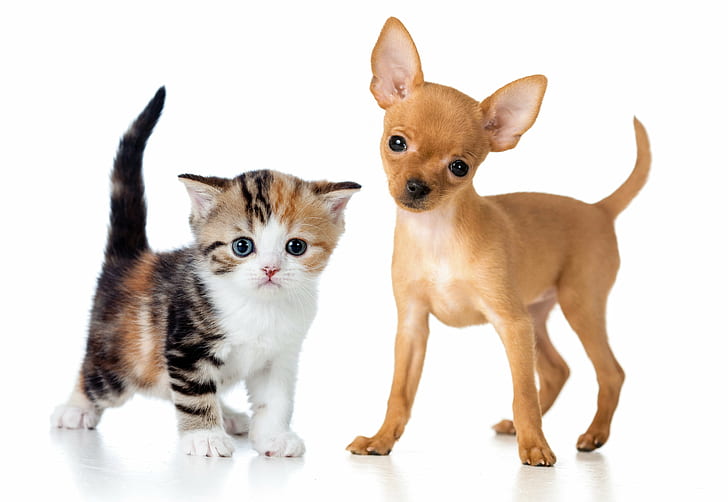 animals, baby, cats, chihuahua, dogs, Kitten, puppy, Two