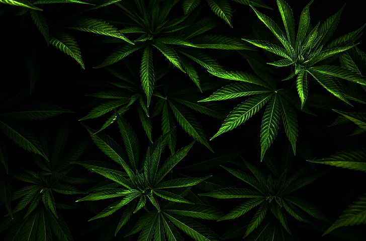 Weed, green leafed plants, Aero, Fresh, plant part, green color, HD wallpaper