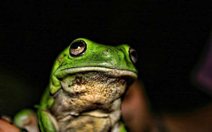 Frog, Muzzle, Color, Shade, one animal, animal wildlife, animals in the wild, HD wallpaper