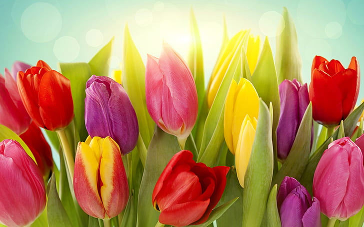 Different colors of tulip flowers, HD wallpaper