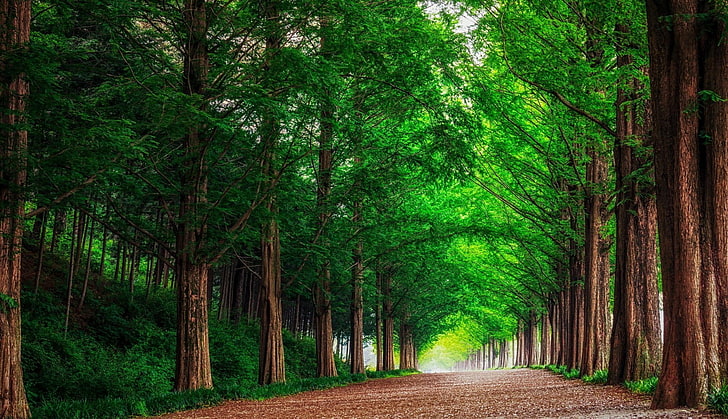 green leafed tree, forest, road, trees, landscape, summer, nature