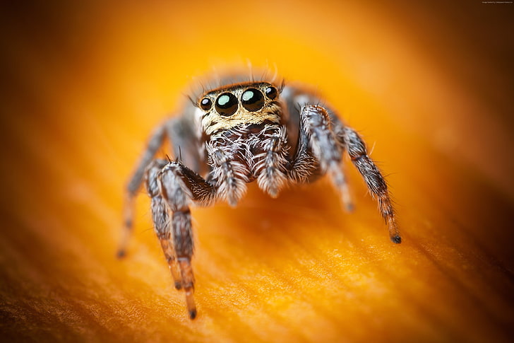 Jumping Spider, cute, black, insects, yellow, arachnid, eyes, HD wallpaper