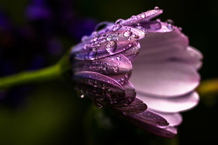 purple flower plant photography, Spring, Nature, macro, close-up, HD wallpaper