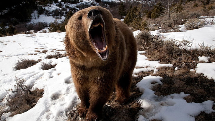 roaring bear, HD wallpaper
