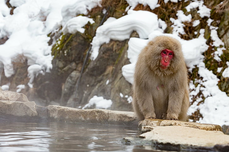 Hd Wallpaper Monkeys Japanese Macaque Wallpaper Flare Images, Photos, Reviews