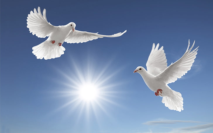 White Doves Sun Rays Tsoncheva Blue Sky And White Cloud Desktop Hd Wallpapers, HD wallpaper