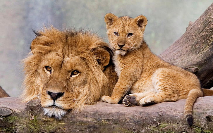 Adult And Young Lion Father And Son Hd Wallpaper For Laptop