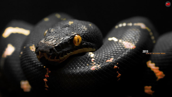 snake, black, orange, eyes, reptiles, animal themes, one animal, HD wallpaper