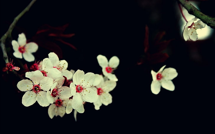 white cherry blossom flowers, photography, macro, plants, nature